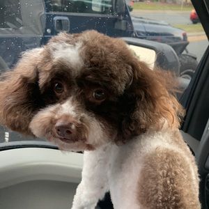 Meet your Posher, Robert